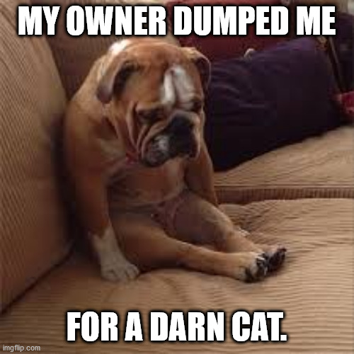 Sad Dog | MY OWNER DUMPED ME; FOR A DARN CAT. | image tagged in sad dog,cats | made w/ Imgflip meme maker
