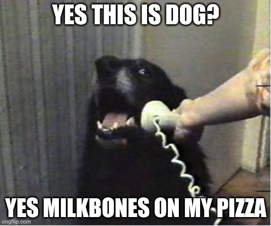 Yes this is dog | YES THIS IS DOG? YES MILKBONES ON MY PIZZA | image tagged in yes this is dog | made w/ Imgflip meme maker