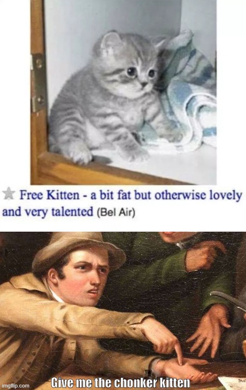 Give me the chonker kitten | image tagged in give me | made w/ Imgflip meme maker