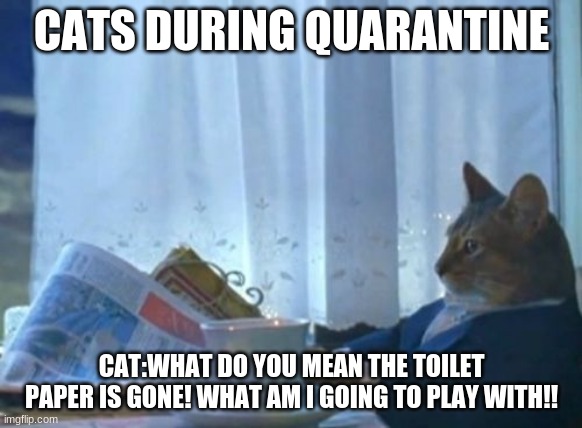 I Should Buy A Boat Cat | CATS DURING QUARANTINE; CAT:WHAT DO YOU MEAN THE TOILET PAPER IS GONE! WHAT AM I GOING TO PLAY WITH!! | image tagged in memes,i should buy a boat cat | made w/ Imgflip meme maker