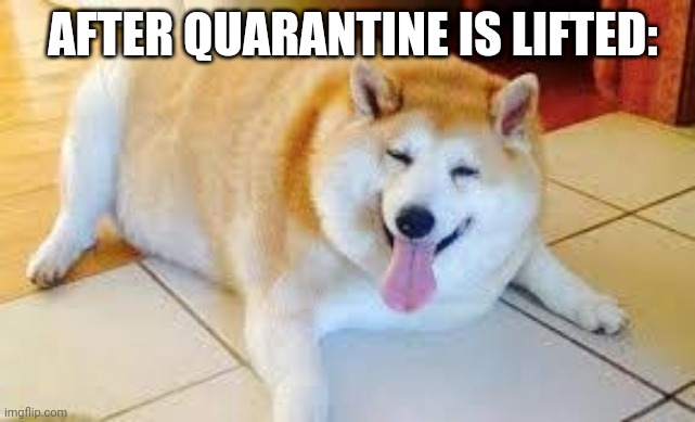 Thicc Doge | AFTER QUARANTINE IS LIFTED: | image tagged in thicc doggo | made w/ Imgflip meme maker