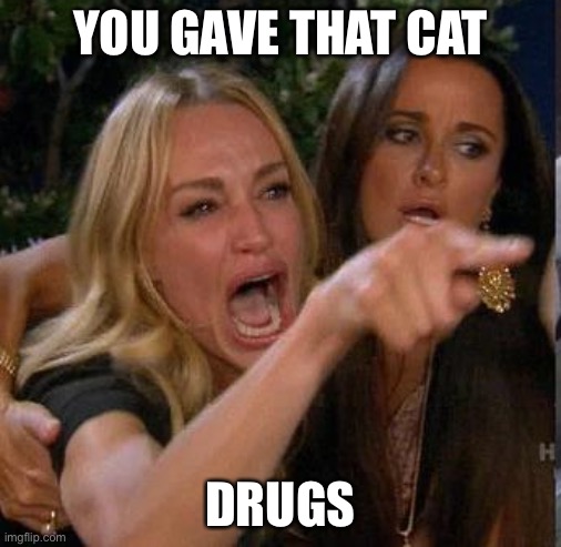 Screaming At | YOU GAVE THAT CAT DRUGS | image tagged in screaming at | made w/ Imgflip meme maker