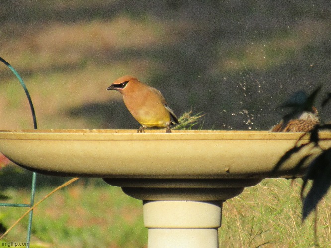 Cedar waxwing getting splashed | image tagged in mothers garden of love | made w/ Imgflip meme maker