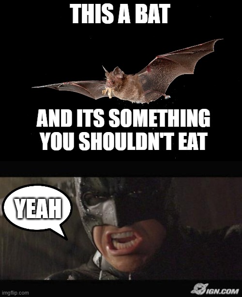 Some say the whole covid19 thing started from people eating bat soup... | THIS A BAT; AND ITS SOMETHING YOU SHOULDN'T EAT; YEAH | image tagged in angry batman,coronavirus,fun,memes,covid19,bats | made w/ Imgflip meme maker