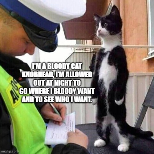 I'M A BLOODY CAT KNOBHEAD, I'M ALLOWED OUT AT NIGHT TO GO WHERE I BLOODY WANT AND TO SEE WHO I WANT. | image tagged in funny cats | made w/ Imgflip meme maker
