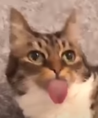 Bleh Blank Meme Template