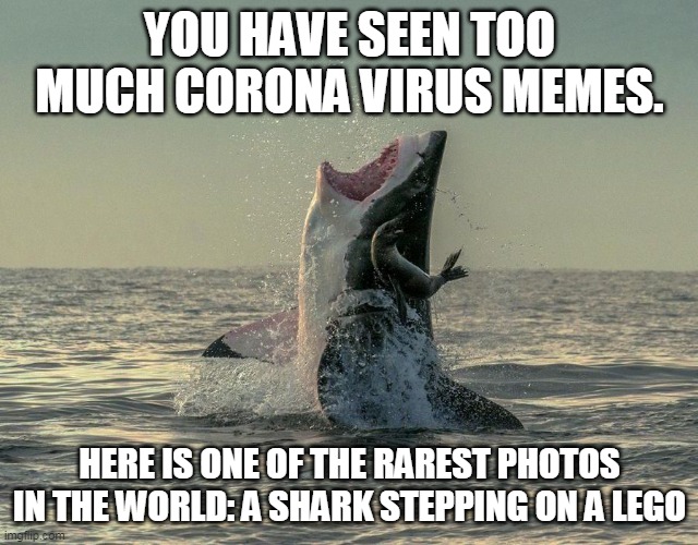  YOU HAVE SEEN TOO MUCH CORONA VIRUS MEMES. HERE IS ONE OF THE RAREST PHOTOS IN THE WORLD: A SHARK STEPPING ON A LEGO | image tagged in mwahahaha | made w/ Imgflip meme maker