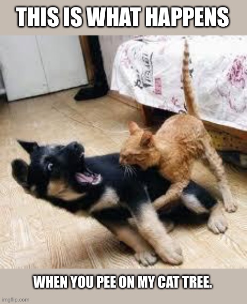 Cat Dog Fight | THIS IS WHAT HAPPENS; WHEN YOU PEE ON MY CAT TREE. | image tagged in cat dog fight | made w/ Imgflip meme maker