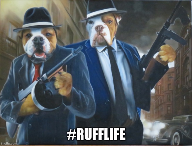 Gangster Dawgs | #RUFFLIFE | image tagged in damn it feels good to be a gangster | made w/ Imgflip meme maker