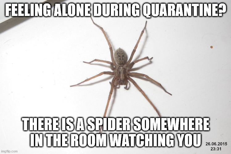Home Alone During Quarantine | FEELING ALONE DURING QUARANTINE? THERE IS A SPIDER SOMEWHERE IN THE ROOM WATCHING YOU | image tagged in quartine,spider,covid-19,covid | made w/ Imgflip meme maker