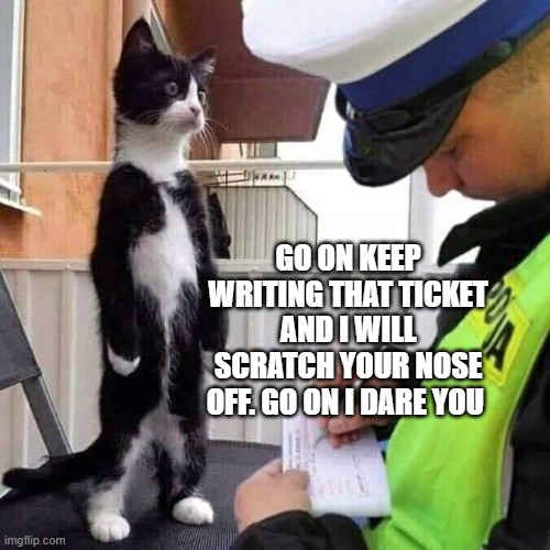GO ON KEEP WRITING THAT TICKET AND I WILL SCRATCH YOUR NOSE OFF. GO ON I DARE YOU | image tagged in funny cats | made w/ Imgflip meme maker