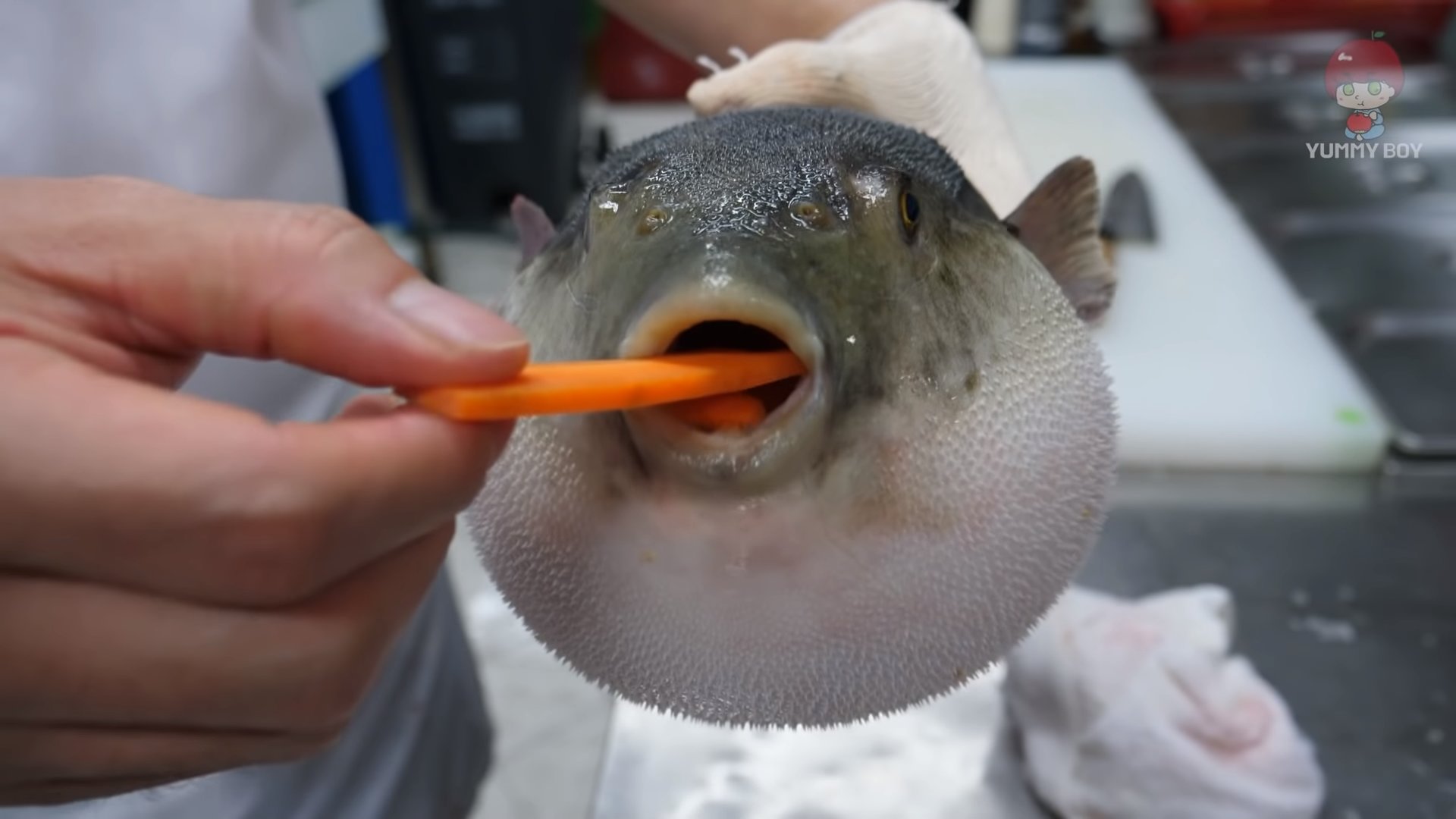 pufferfish carrot Blank Meme Template