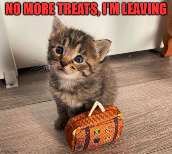 Packing it in | NO MORE TREATS, I'M LEAVING | image tagged in cats,travel,running away | made w/ Imgflip meme maker