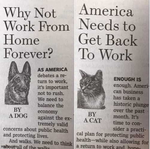 Dog and cat opinion piece. | image tagged in repost | made w/ Imgflip meme maker