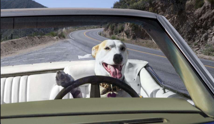 Dog in car Blank Meme Template