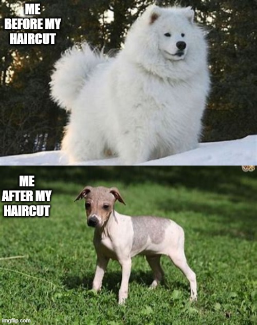 ME BEFORE MY HAIRCUT; ME AFTER MY HAIRCUT | image tagged in floofer | made w/ Imgflip meme maker
