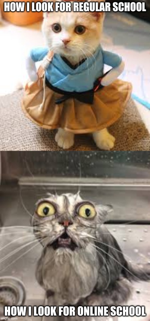 Cat get up | HOW I LOOK FOR REGULAR SCHOOL; HOW I LOOK FOR ONLINE SCHOOL | image tagged in cats,online,funny | made w/ Imgflip meme maker