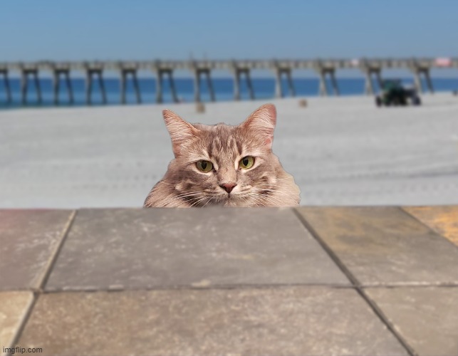 Beach Cat | image tagged in cat,beach,snarky | made w/ Imgflip meme maker
