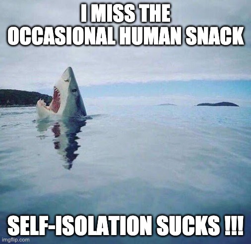 shark_head_out_of_water | I MISS THE OCCASIONAL HUMAN SNACK; SELF-ISOLATION SUCKS !!! | image tagged in shark_head_out_of_water | made w/ Imgflip meme maker