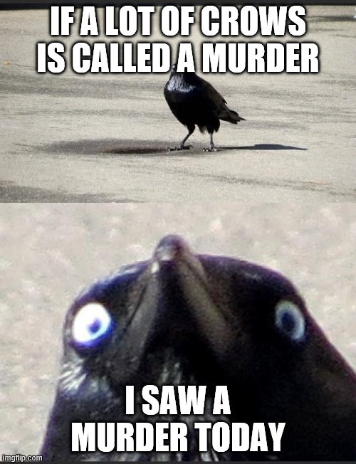 insanity crow | IF A LOT OF CROWS IS CALLED A MURDER; I SAW A MURDER TODAY | image tagged in insanity crow | made w/ Imgflip meme maker