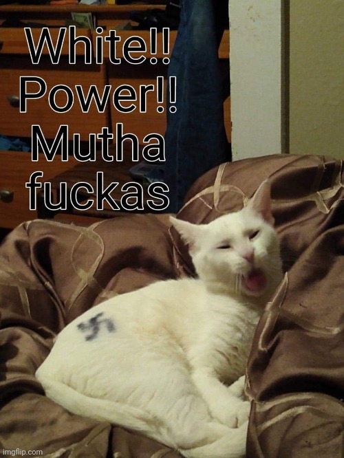 Crazy cat | image tagged in crazy cat | made w/ Imgflip meme maker