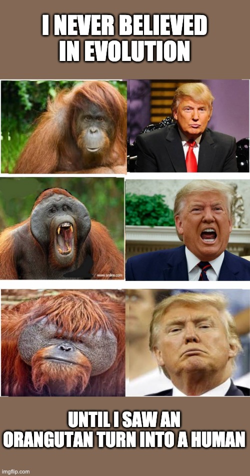 Trump Orangutan | I NEVER BELIEVED IN EVOLUTION; UNTIL I SAW AN ORANGUTAN TURN INTO A HUMAN | image tagged in trump,republicans,conservatives,fox news,red states | made w/ Imgflip meme maker