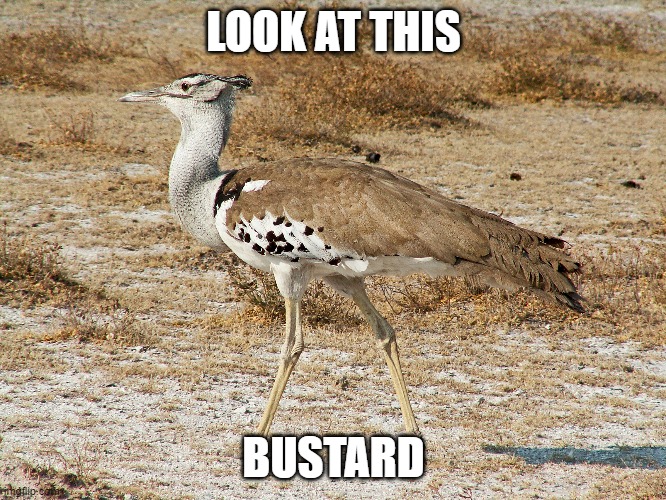 Look at this | LOOK AT THIS; BUSTARD | image tagged in memes,funny memes,play on words | made w/ Imgflip meme maker