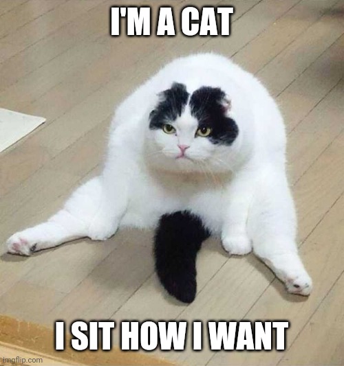 FAT CAT | I'M A CAT; I SIT HOW I WANT | image tagged in cats,funny cats | made w/ Imgflip meme maker