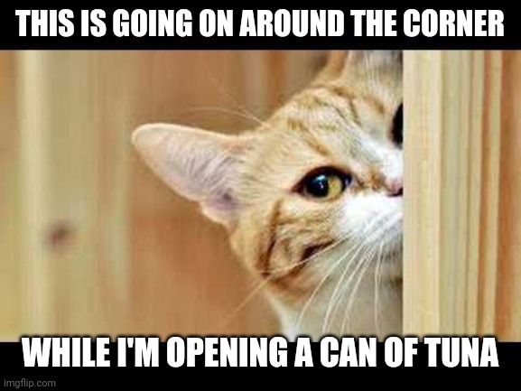 HE'S WATCHING ME | THIS IS GOING ON AROUND THE CORNER; WHILE I'M OPENING A CAN OF TUNA | image tagged in cats,funny cats | made w/ Imgflip meme maker