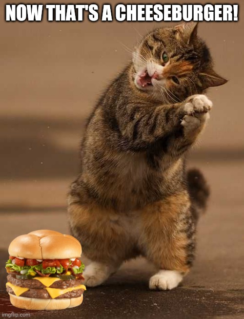 HE'S NOT SHARING | NOW THAT'S A CHEESEBURGER! | image tagged in cats,funny cats,cheeseburger | made w/ Imgflip meme maker