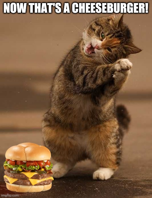 Cheeseburger cat clearance