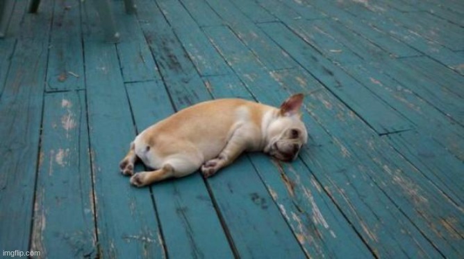 tired dog | image tagged in tired dog | made w/ Imgflip meme maker