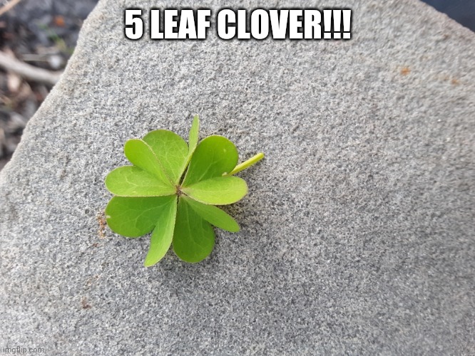 5 LEAF CLOVER!!! | made w/ Imgflip meme maker