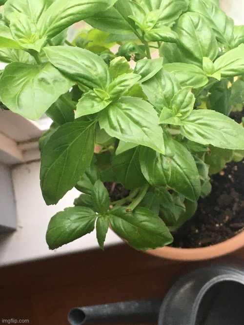 Can someone tell me what plant this is? I think it's basil. | image tagged in plant | made w/ Imgflip meme maker