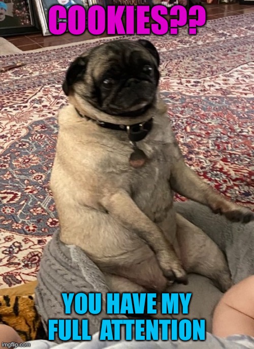 You have my full attention | COOKIES?? YOU HAVE MY FULL  ATTENTION | image tagged in pugs,funny dogs,anyone who loves cookies | made w/ Imgflip meme maker