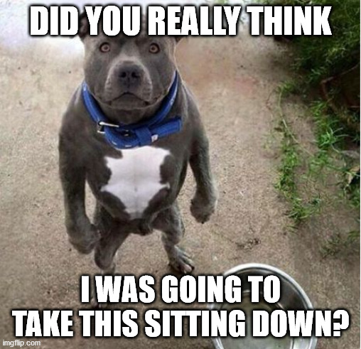 Hungry Dog | DID YOU REALLY THINK; I WAS GOING TO TAKE THIS SITTING DOWN? | image tagged in hungry dog | made w/ Imgflip meme maker