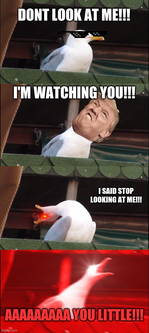 Inhaling Seagull | DONT LOOK AT ME!!! I'M WATCHING YOU!!! I SAID STOP LOOKING AT ME!!! AAAAAAAAA YOU LITTLE!!! | image tagged in memes,inhaling seagull | made w/ Imgflip meme maker