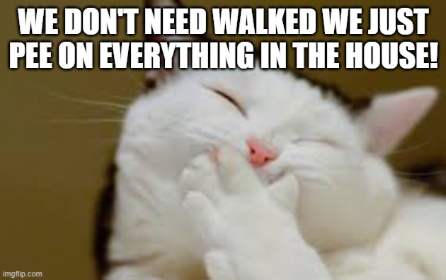Cat laughing | WE DON'T NEED WALKED WE JUST PEE ON EVERYTHING IN THE HOUSE! | image tagged in cat laughing | made w/ Imgflip meme maker