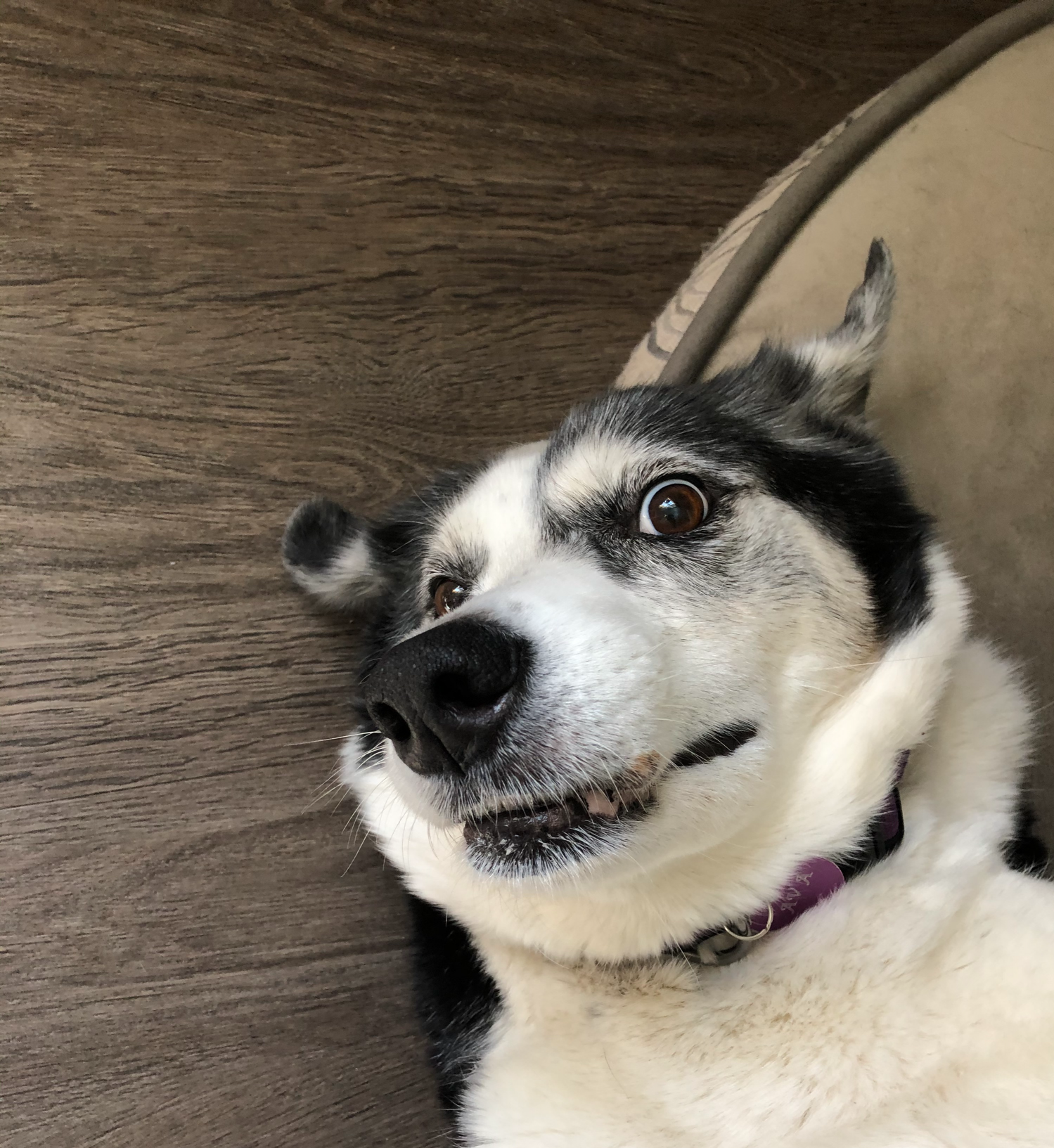 High Quality Ava Badava Blank Meme Template