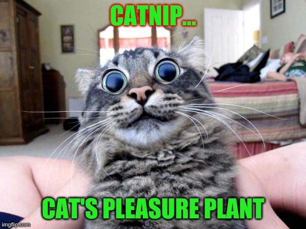 Catnipped | CATNIP... CAT'S PLEASURE PLANT | image tagged in catnipped | made w/ Imgflip meme maker