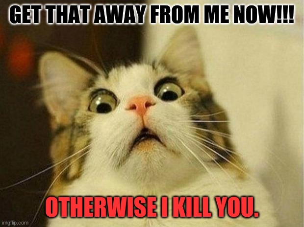 get that away from me now | GET THAT AWAY FROM ME NOW!!! OTHERWISE I KILL YOU. | image tagged in memes,scared cat | made w/ Imgflip meme maker