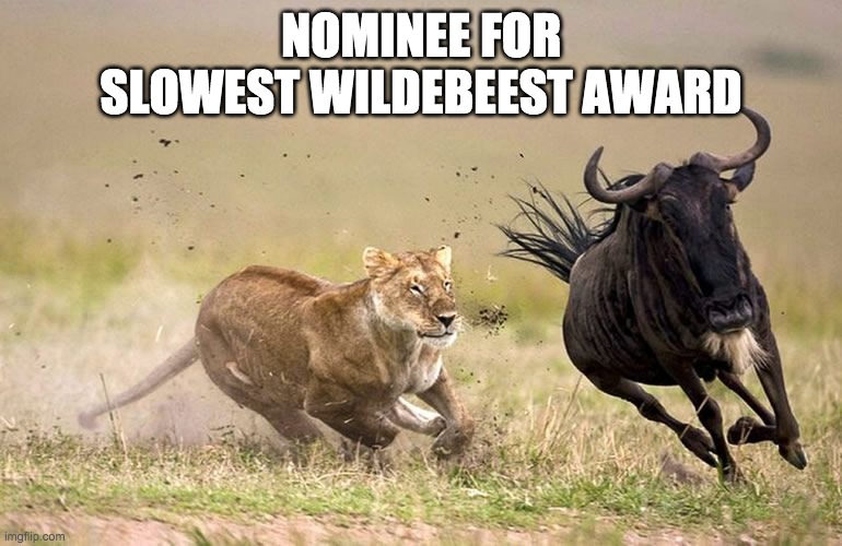 Nominee for Slowest Wildebeest Aware | NOMINEE FOR
SLOWEST WILDEBEEST AWARD | image tagged in darwin,darwin award,darwin awards,slowest wildebeest | made w/ Imgflip meme maker