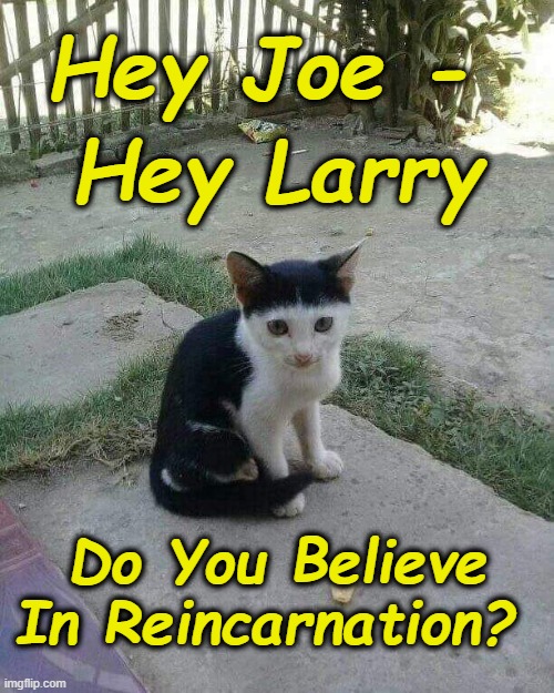 Moe than a feeling | Hey Larry; Hey Joe -; Do You Believe In Reincarnation? | image tagged in moe,bowl cut,stooge cat | made w/ Imgflip meme maker