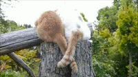 image tagged in gifs,cats,cute | made w/ Imgflip video-to-gif maker