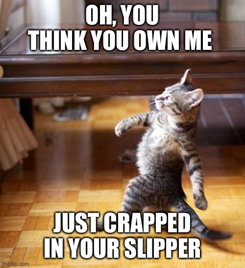 Just crapped in your slipper | OH, YOU THINK YOU OWN ME; JUST CRAPPED IN YOUR SLIPPER | image tagged in cat walking like a boss,cat memes,boss,pets | made w/ Imgflip meme maker