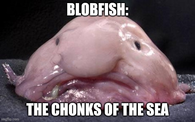 It's True | BLOBFISH:; THE CHONKS OF THE SEA | image tagged in blobfish | made w/ Imgflip meme maker