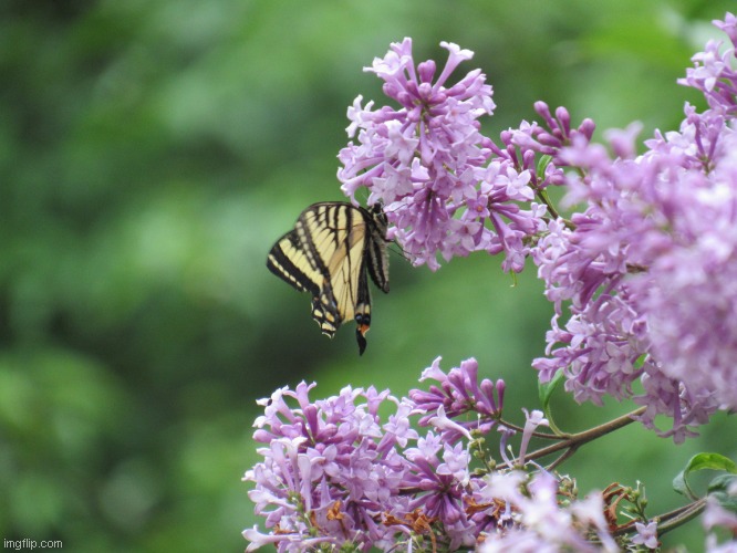 Waiting for my lilacs to bloom again this year | image tagged in butterfly | made w/ Imgflip meme maker