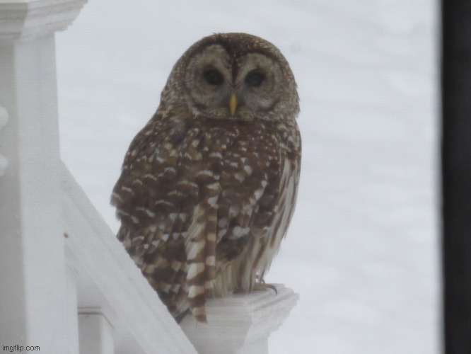 Barred Owl sitting on my back deck | image tagged in frequent visitor | made w/ Imgflip meme maker