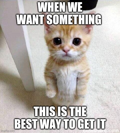 Cute Cat | WHEN WE WANT SOMETHING; THIS IS THE BEST WAY TO GET IT | image tagged in memes,cute cat | made w/ Imgflip meme maker