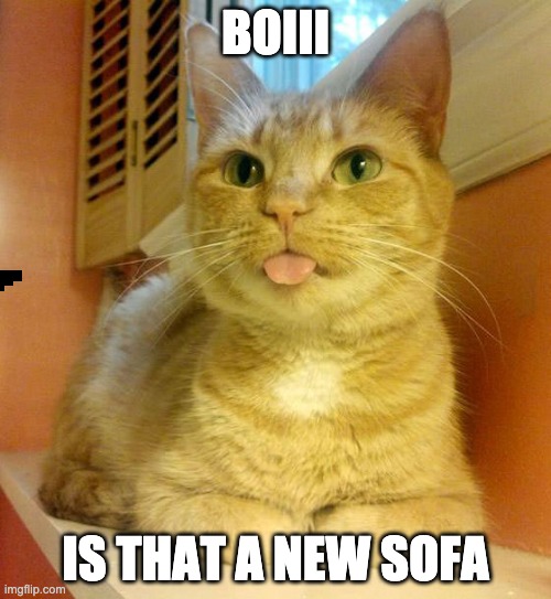 silly cat | BOIII; IS THAT A NEW SOFA | image tagged in cats | made w/ Imgflip meme maker